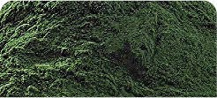 ORGANIC SPIRULINA POWDER